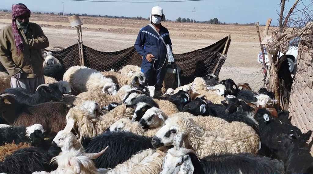 پرداخت 40 میلیارد ریال غرامت به دامداران خسارت دیده پرداخت 40 میلیارد ریال غرامت به دامداران خسارت دیده