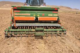 کشت پاییزه کلزا کشت پاییزه کلزا