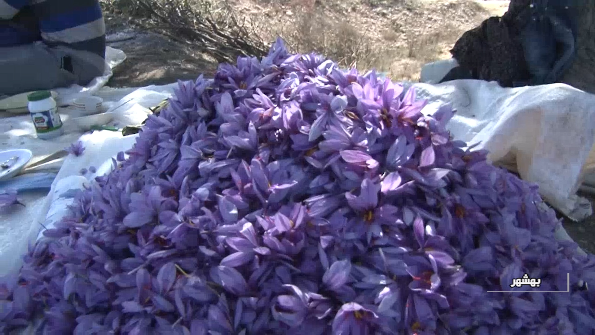 طلای سرخ شمال به بازار آمد