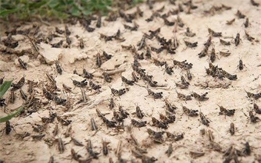 تخصیص ۱۰ میلیارد تومان برای مبارزه با ملخ صحرایی تخصیص ۱۰ میلیارد تومان برای مبارزه با ملخ صحرایی