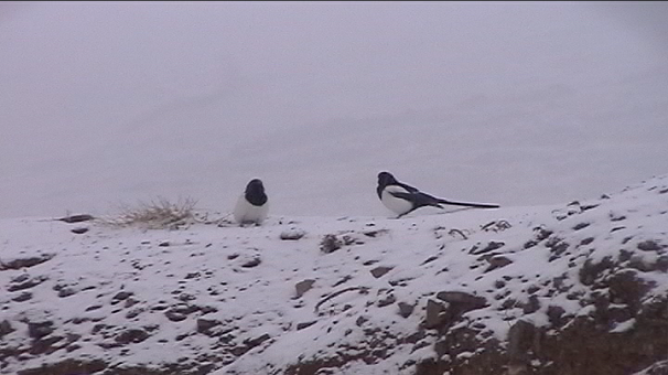 بارش پراکنده درزنجان / هشدار یخبندان