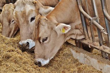 تامین ۳ هزارتن ذرت علوفه ای برای عشایر خراسان جنوبی