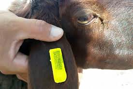 طرحی برای شناسایی وجلوگیری از قاچاق دام