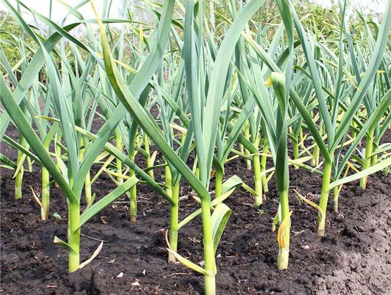 کاشت سیر در ۸۰۰ هکتار از مزارع قائم شهر