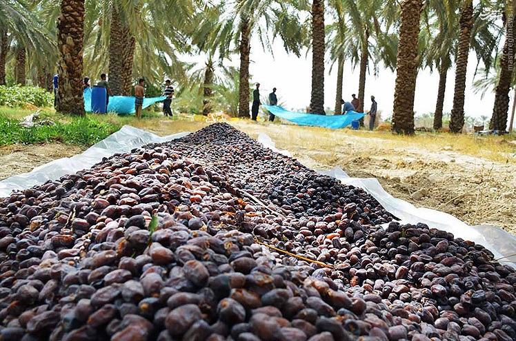 برداشت ۱۶۴ هزار تن محصول از نخلستان ها
