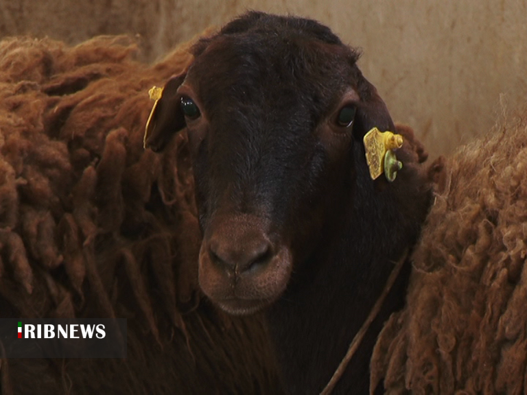 اجباری شدن هویت گذاری دام اجباری شدن هویت گذاری دام