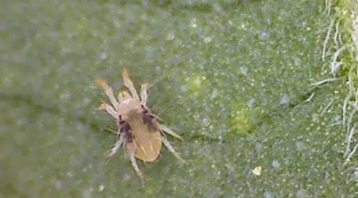 از بین بردن حشرات گلدان با ترفند‌های خانگی!