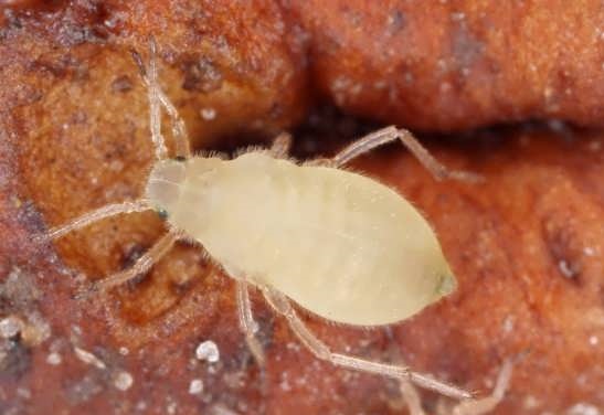 از بین بردن حشرات گلدان با ترفند‌های خانگی!