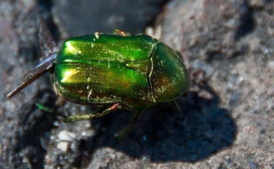 از بین بردن حشرات گلدان با ترفند‌های خانگی!