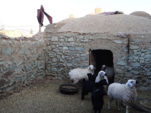 ضرورت محافظت دام ها از سرمازدگی ضرورت محافظت دام ها از سرمازدگی