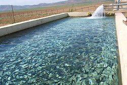 خوزستان قطب آبزی پروری کشور خوزستان قطب آبزی پروری کشور