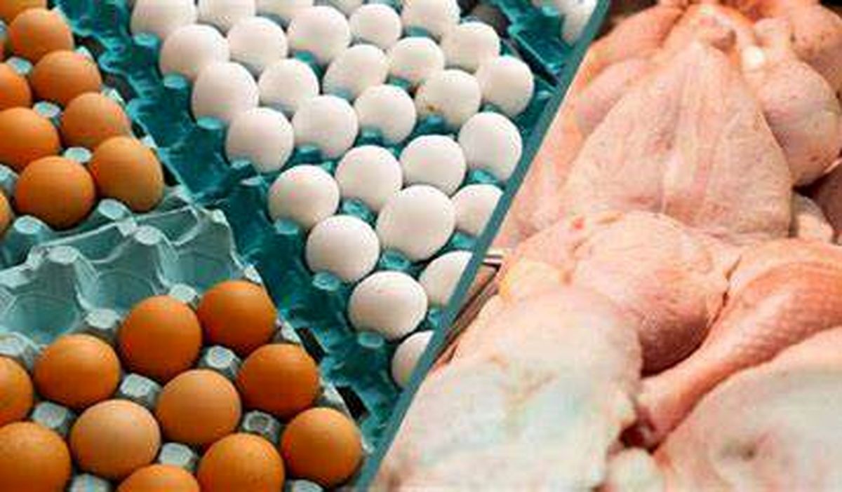 عرضه مرغ و تخم مرغ با قیمت مصوب عرضه مرغ و تخم مرغ با قیمت مصوب