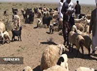 تخصیص ۱۵ میلیارد تومان اعتبار ملی به جامعه عشایر تخصیص ۱۵ میلیارد تومان اعتبار ملی به جامعه عشایر