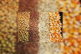 توزیع ۸۶ هزار و ۷۵۶ تن نهاده دامی در چهارمحال و بختیاری توزیع ۸۶ هزار و ۷۵۶ تن نهاده دامی در چهارمحال و بختیاری