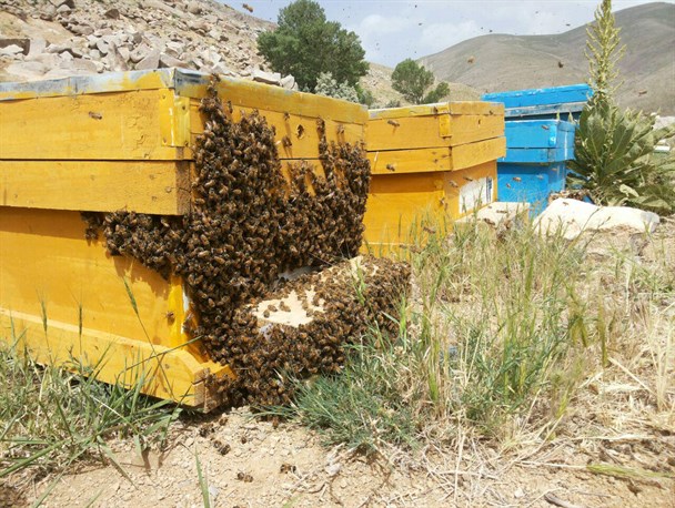 پایش کلنی های زنبور عسل پایش کلنی های زنبور عسل
