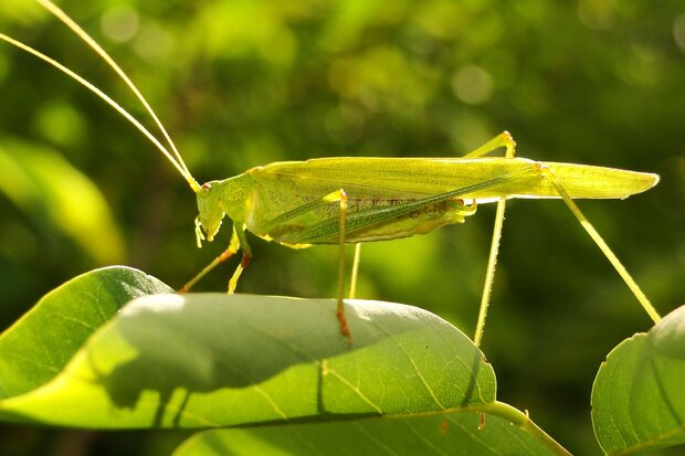مبارزه با ملخ صحرایی در سطح ۱۸۵ هکتار