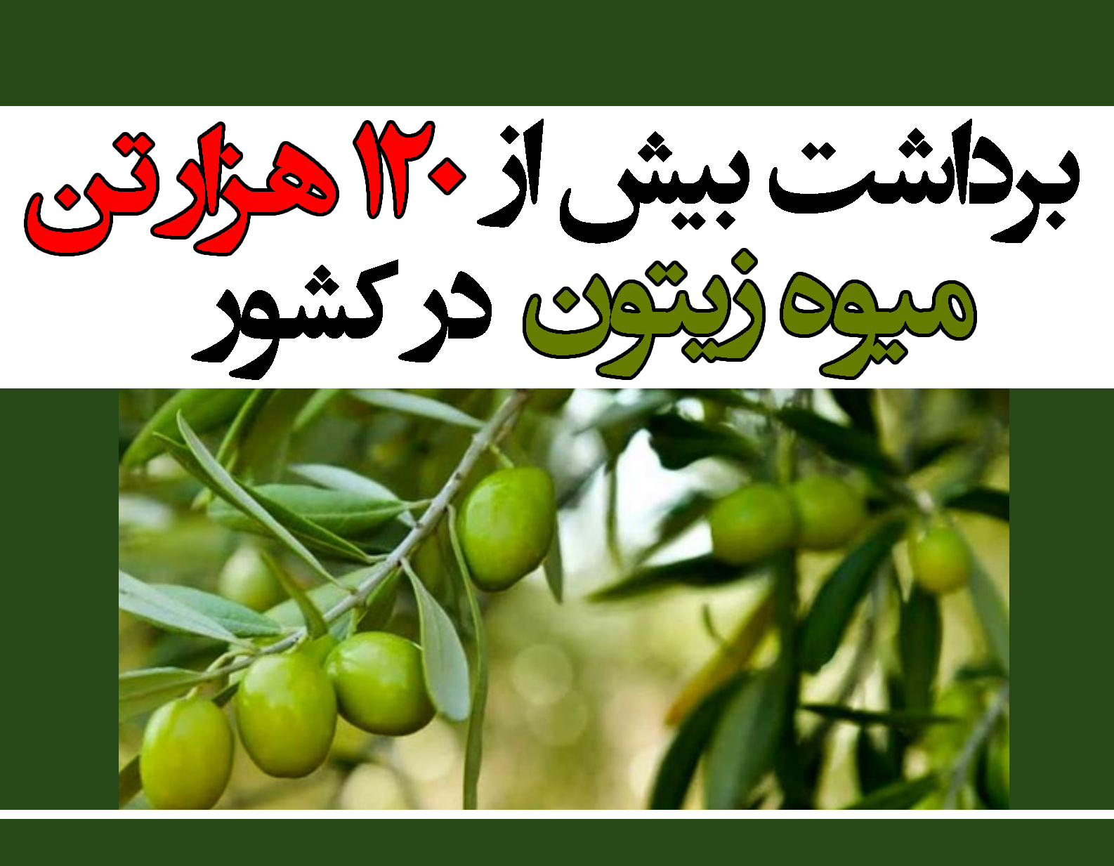 امسال؛ برداشت بیش از ۱۲۰ هزار تن زیتون در کشور