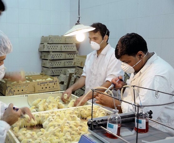 گزارش مکتوب ...مرغی که بر بام دولتی نمی نشیند