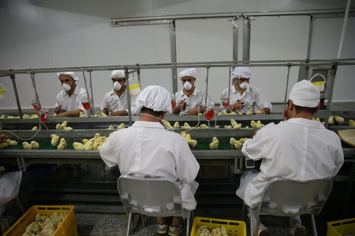 گزارش مکتوب ...مرغی که بر بام دولتی نمی نشیند