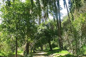 کمک نهال ها به باغهای خوزستان کمک نهال ها به باغهای خوزستان