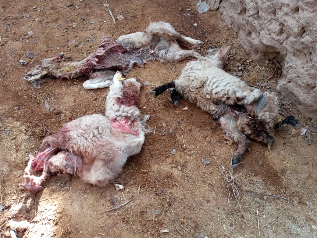 مزه کردن طعم برهها زیر دندان گرگها در روستای سریجان مزه کردن طعم برهها زیر دندان گرگها در روستای سریجان