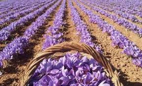 برداشت زعفران در مسجد سلیمان برداشت زعفران در مسجد سلیمان