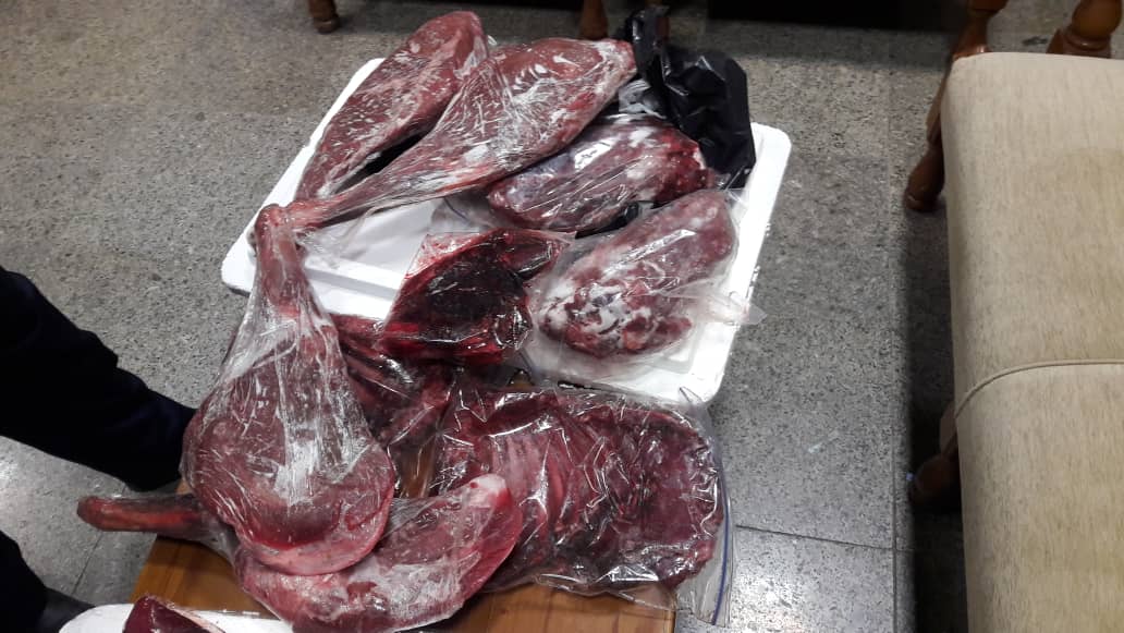کشف و ضبط لاشه غیرمجاز دو حیوان وحشی در فرودگاه کشف و ضبط لاشه غیرمجاز دو حیوان وحشی در فرودگاه