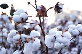 خرید توافقی ۲۶۰ تن پنبه توسط تعاون روستایی استان