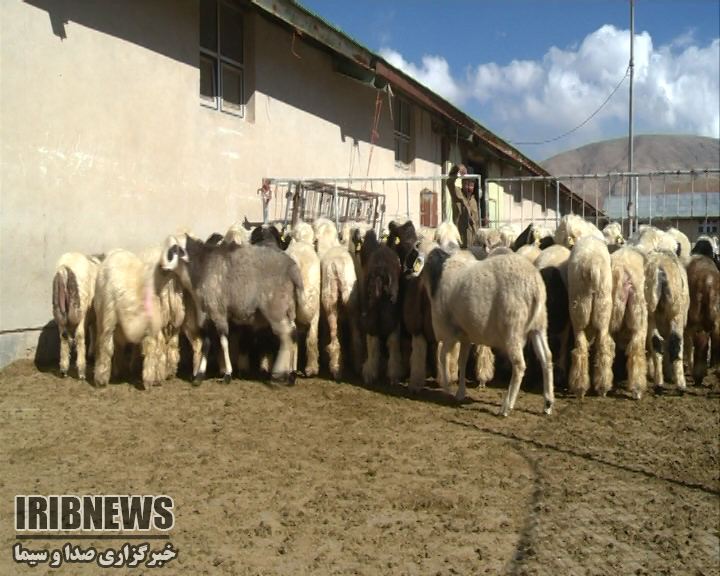 لغو ممنوعیت انتقال دام سنگین به استان های مرزی