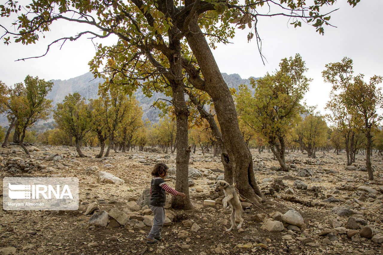 جنگل های بلوط زاگرس