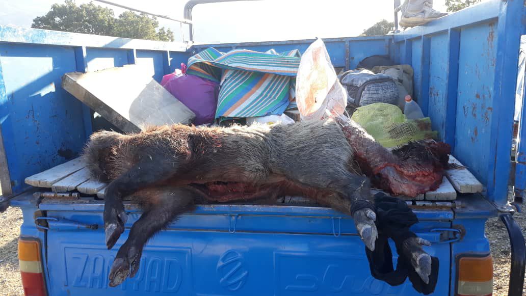 دستگیری متخلفین شکار غیر مجاز در ایلام دستگیری متخلفین شکار غیر مجاز در ایلام