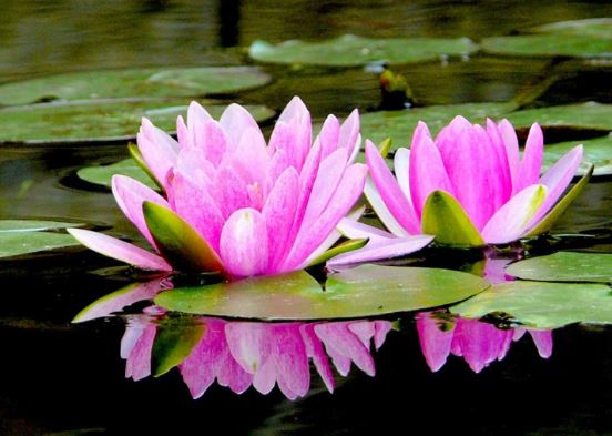 نماد گل نیلوفر