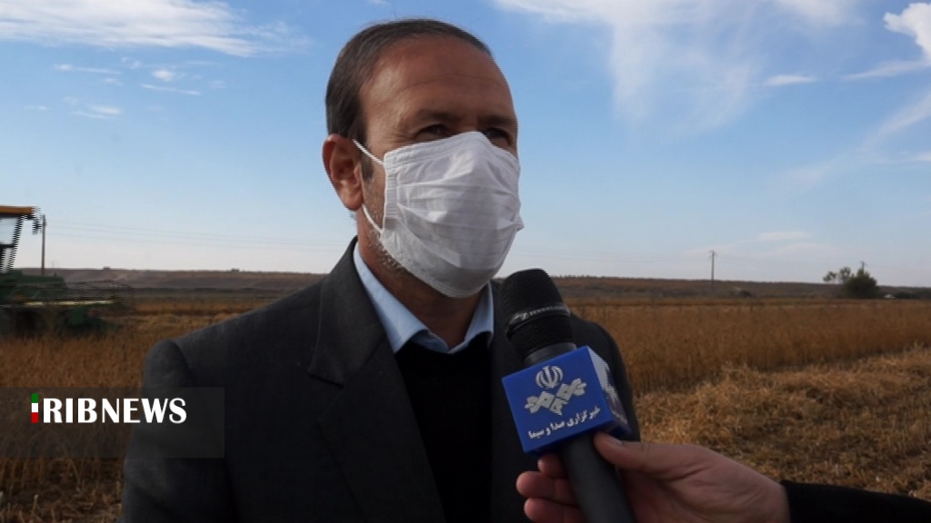 آغاز برداشت محصول دانه روغنی سویا آغاز برداشت محصول دانه روغنی سویا