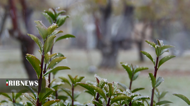 پاییز در شوق نخستین برف