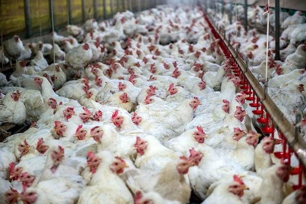 توقیف ۳ تن مرغ قاچاق در شهر ایلام توقیف ۳ تن مرغ قاچاق در شهر ایلام