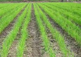 برداشت برنج از شالیزارهای شادگان برداشت برنج از شالیزارهای شادگان