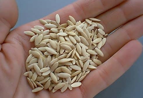 کاشت خیار در گلدان کاشت خیار در گلدان