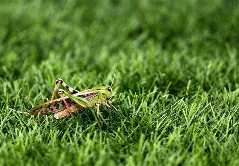 مبارزه با ملخ در۲۵۰ هکتار از عرصههای استان بوشهر مبارزه با ملخ در۲۵۰ هکتار از عرصههای استان بوشهر