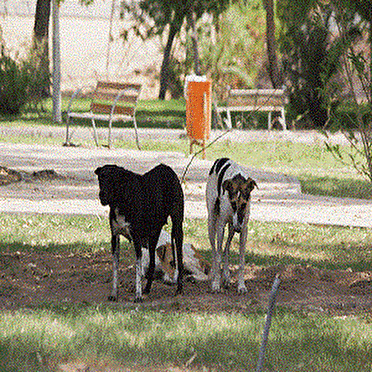 سگ‌های ولگرد و وحشتی که دل شهروندان را چنگ می‌زند