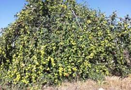 برداشت کُنار تا پایان فروردین در بوشهر ادامه دارد