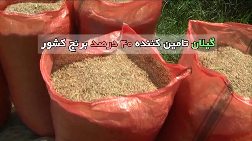 لزوم نوسازی شالیکوبی های گیلان