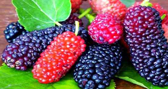 خواص شگفت انگیز توت سیاه برای سلامتی