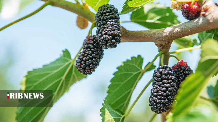 خواص شگفت انگیز توت سیاه برای سلامتی