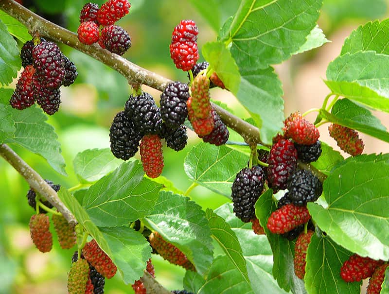 خواص شگفت انگیز توت سیاه برای سلامتی