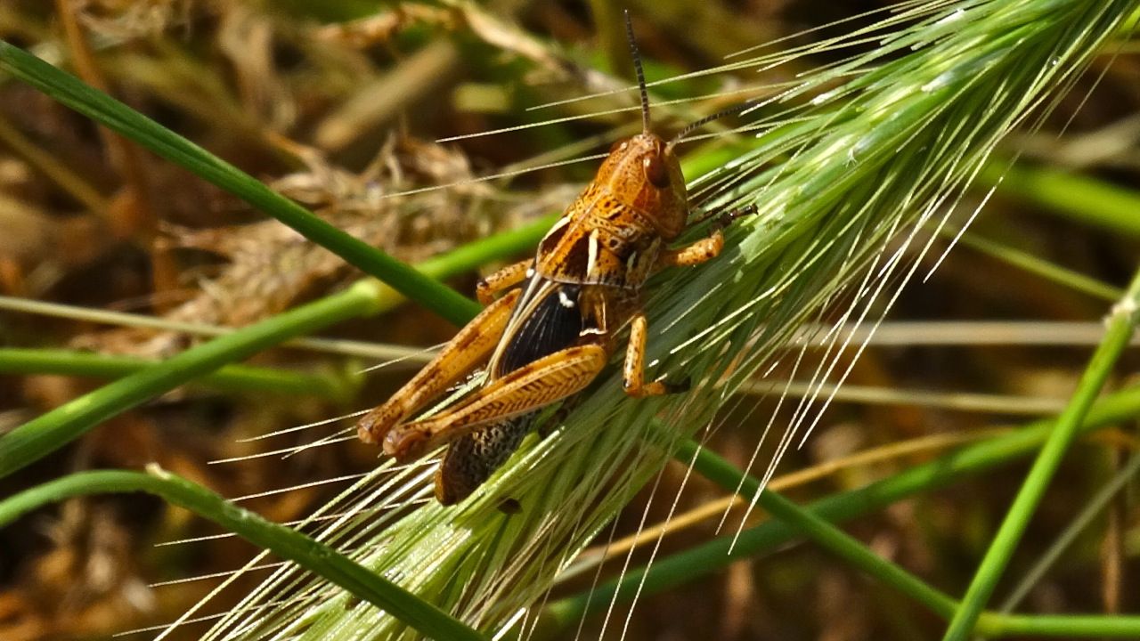 آمادگی جهادکشاورزی کازرون برای مقابله با ملخ صحرایی آمادگی جهادکشاورزی کازرون برای مقابله با ملخ صحرایی