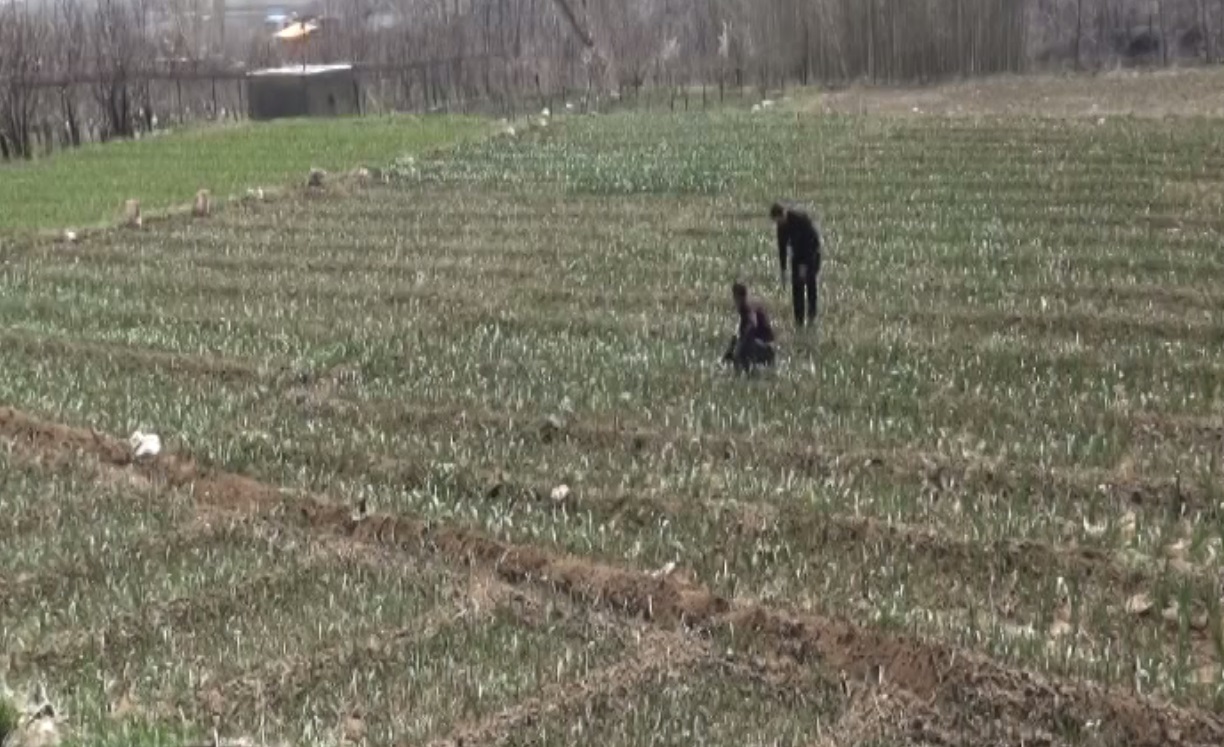 آغاز کشت بهاره در استان همدان