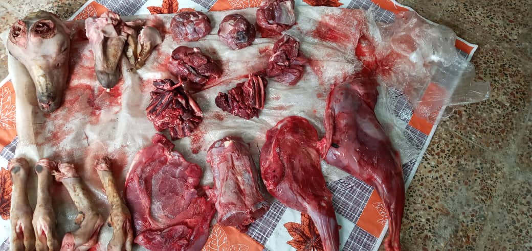 دستگیری شکارچی حرفه ای و متخلف در درگز دستگیری شکارچی حرفه ای و متخلف در درگز