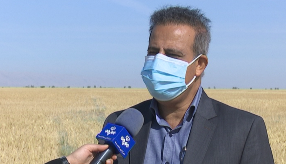 کاهش ۳۰ تا ۵۰ درصدی تولید گندم در بوشهر کاهش ۳۰ تا ۵۰ درصدی تولید گندم در بوشهر