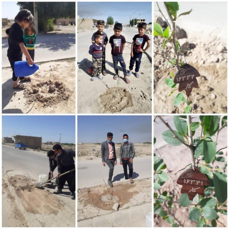 کاشت نهال کنار در گتوند کاشت نهال کنار در گتوند