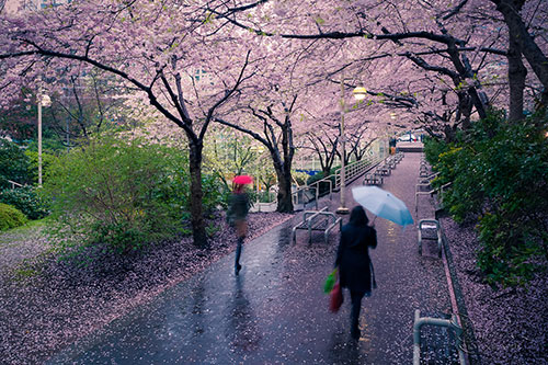 باران بهاری پایان هفته میآید